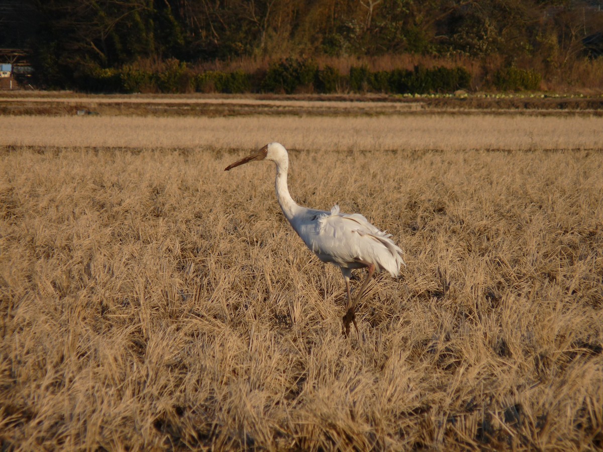 Siberian Crane - ML631995938