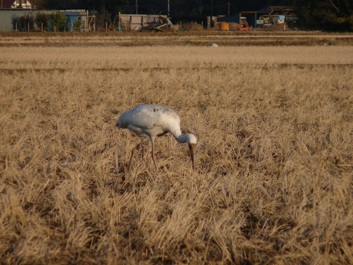 Siberian Crane - ML631995940