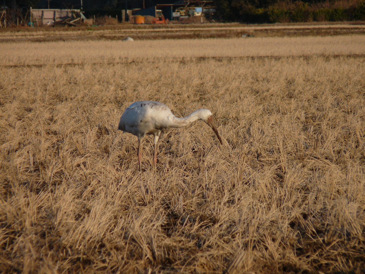 Siberian Crane - ML631995941