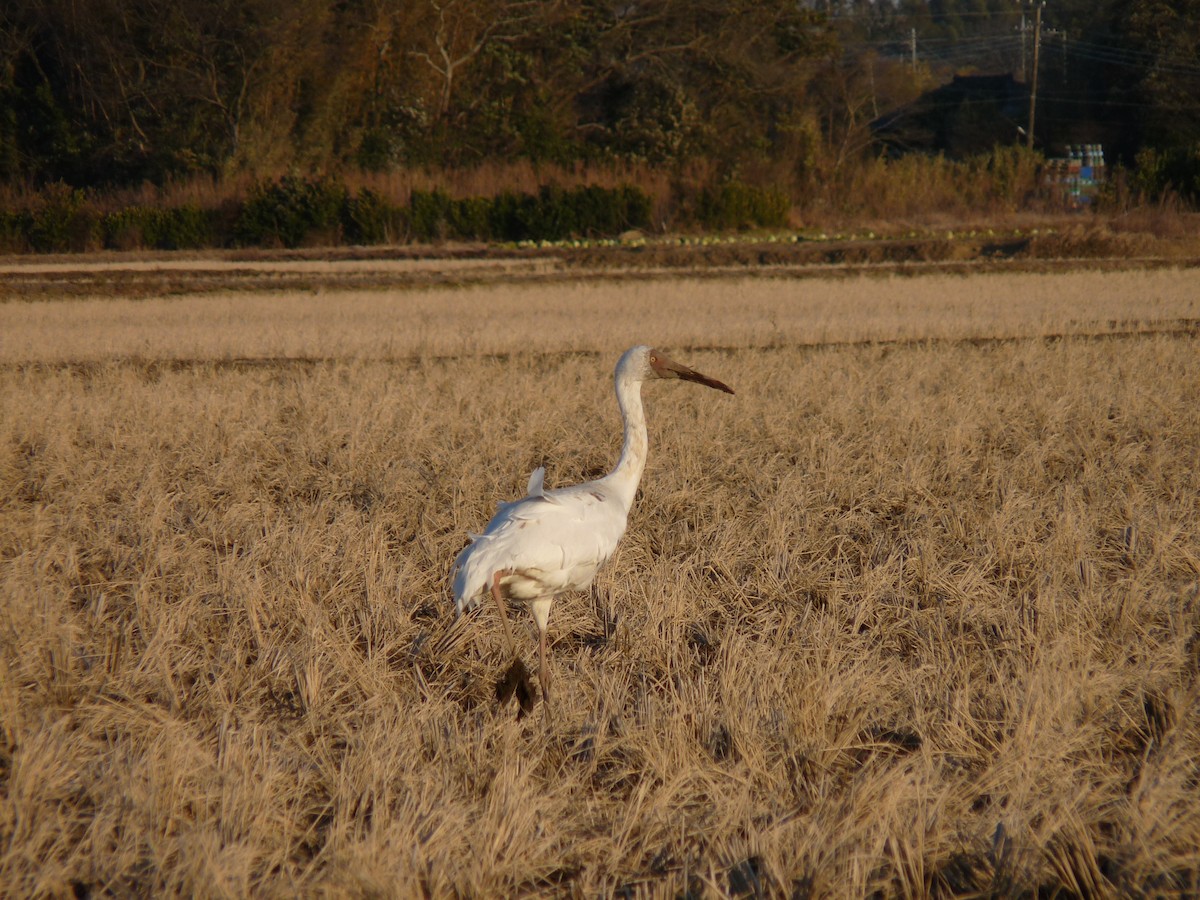 Siberian Crane - ML631995942