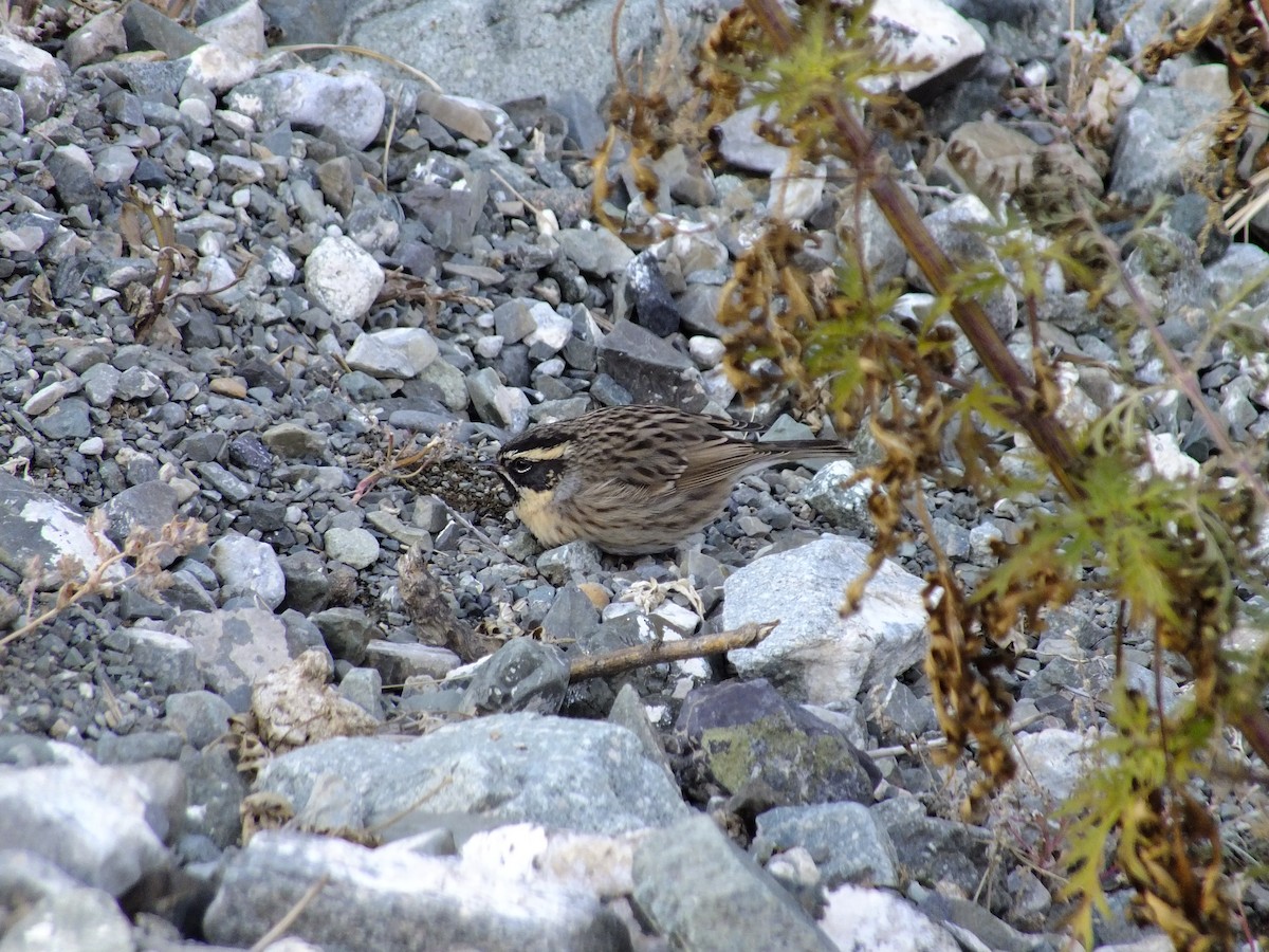 pěvuška černohrdlá - ML631995986