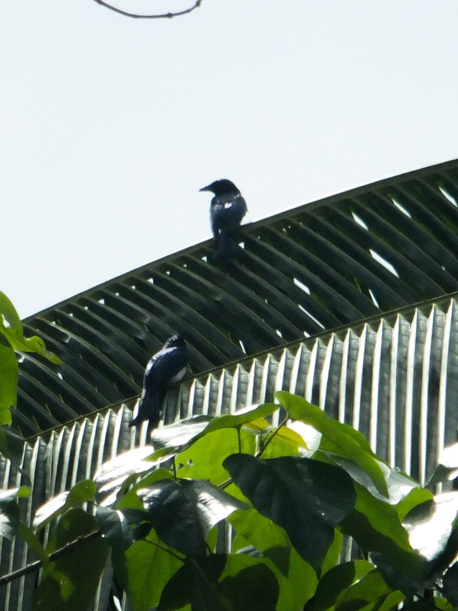 Drongo balicassio - ML631996060