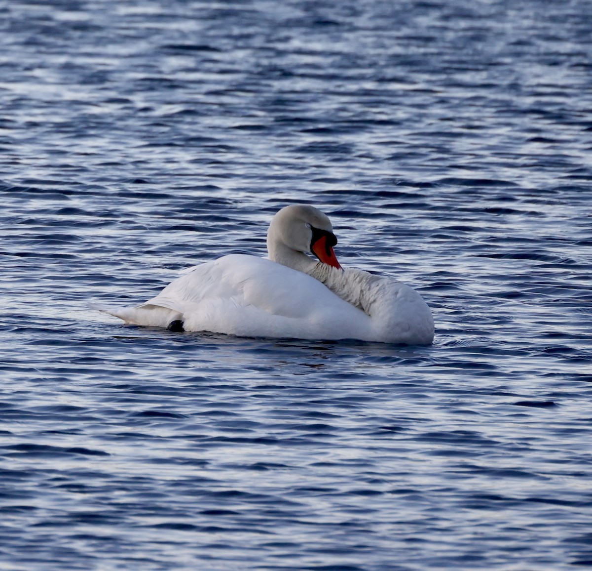 Mute Swan - ML631996125