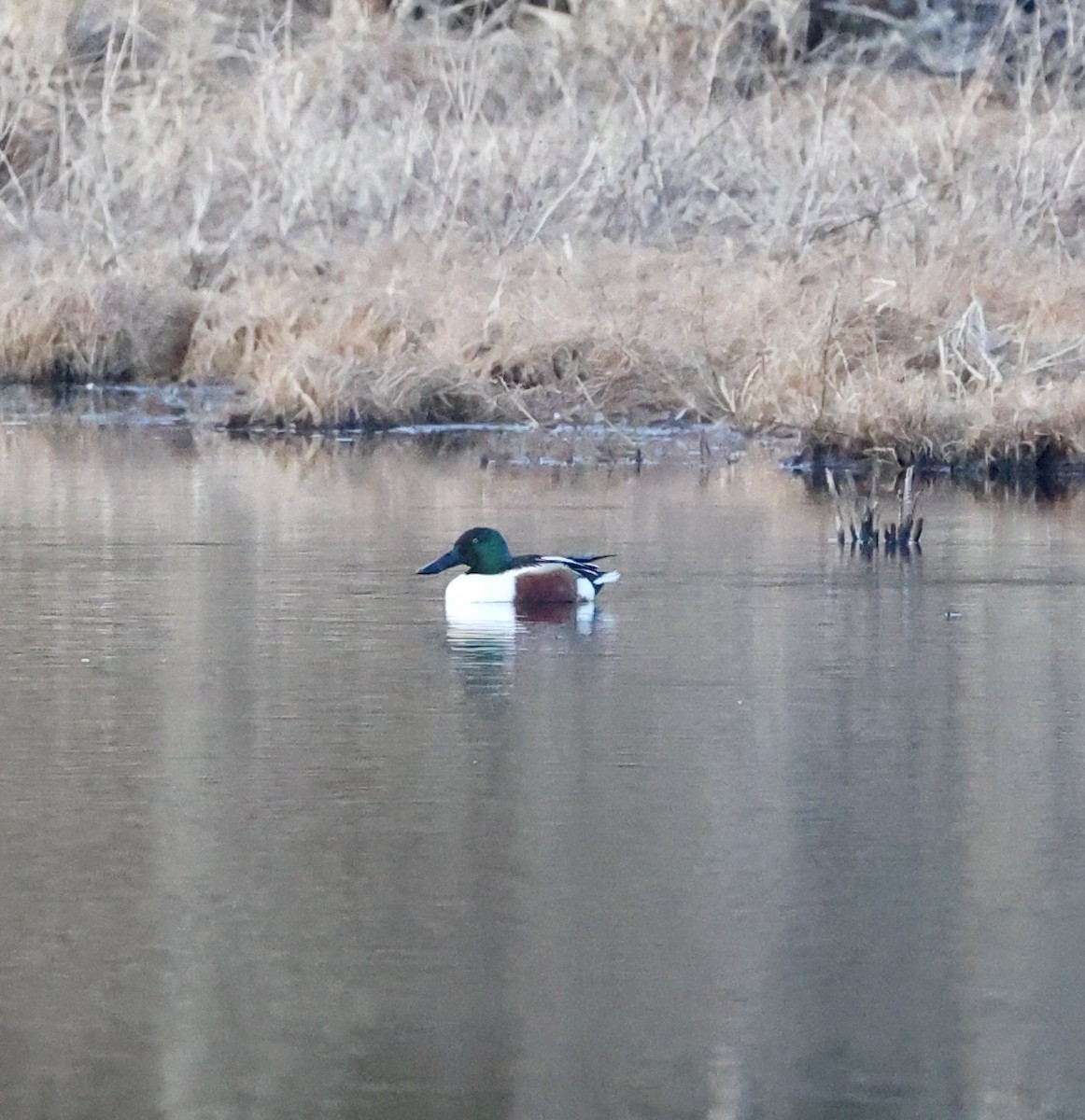 Northern Shoveler - ML631996131