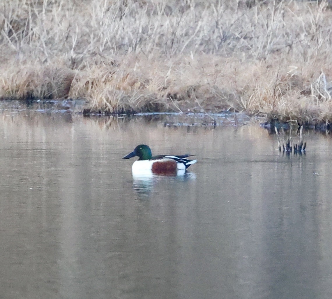 Northern Shoveler - ML631996136