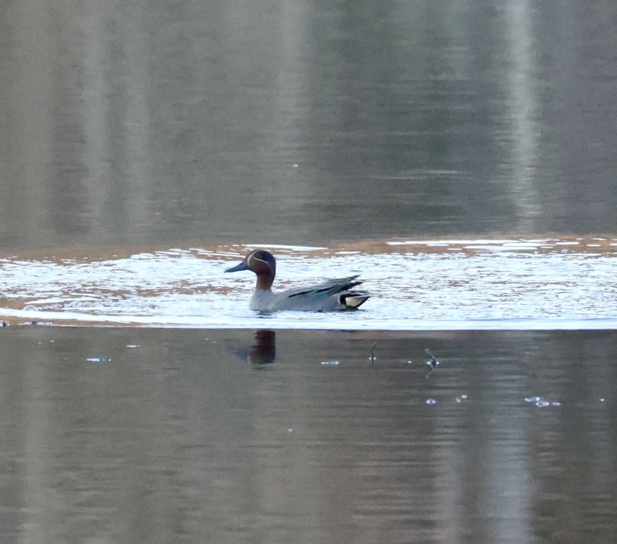 Green-winged Teal (Eurasian) - ML631996162