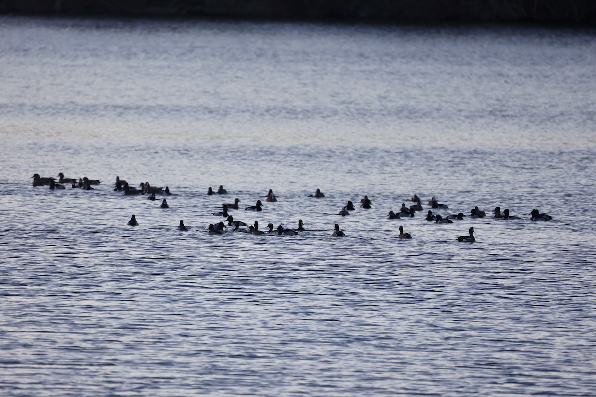 Ring-necked Duck - ML631996171