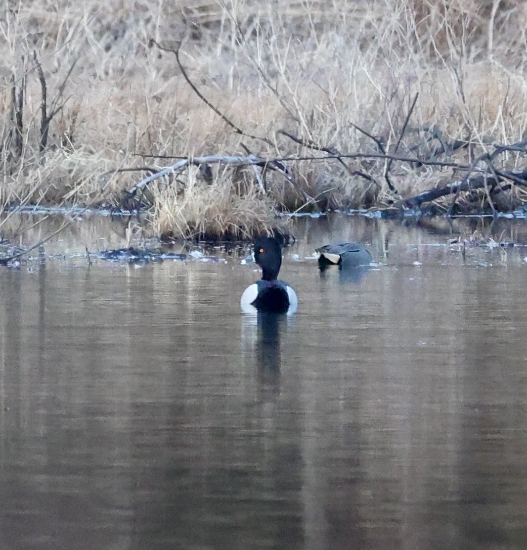 Ring-necked Duck - ML631996209
