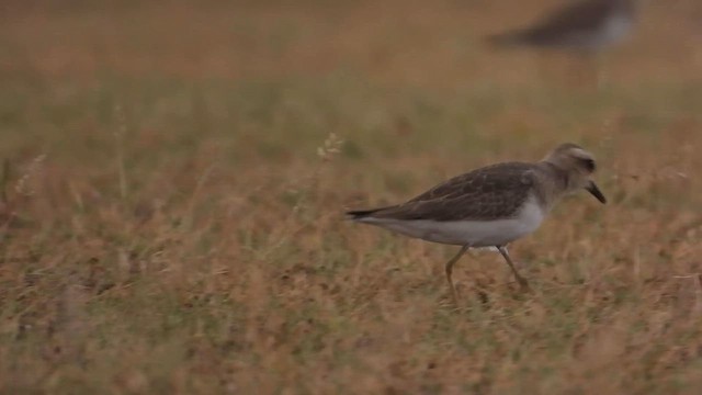 Caspian Plover - ML631996255