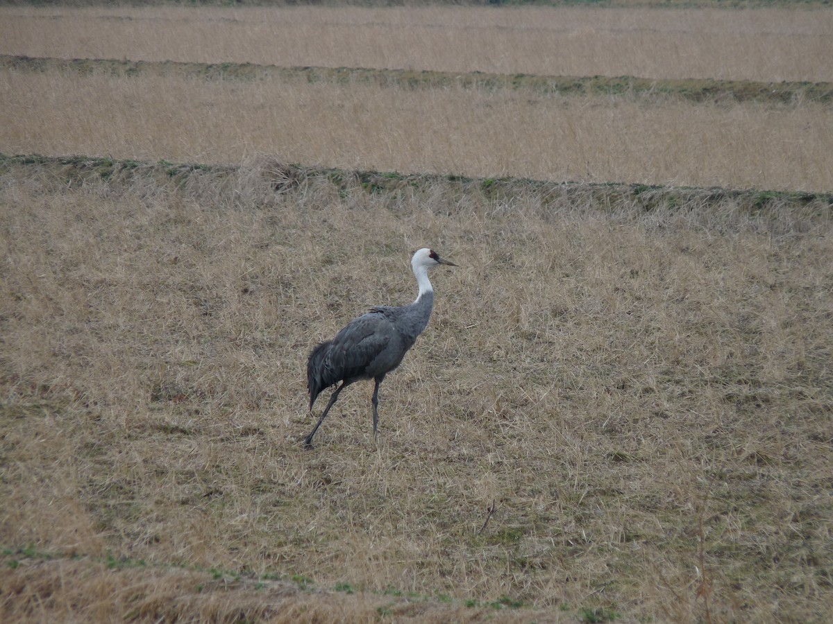 Hooded Crane - ML631996281