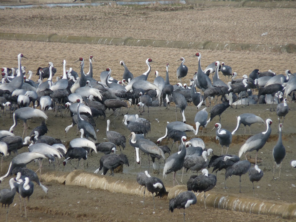 White-naped Crane - ML631996283