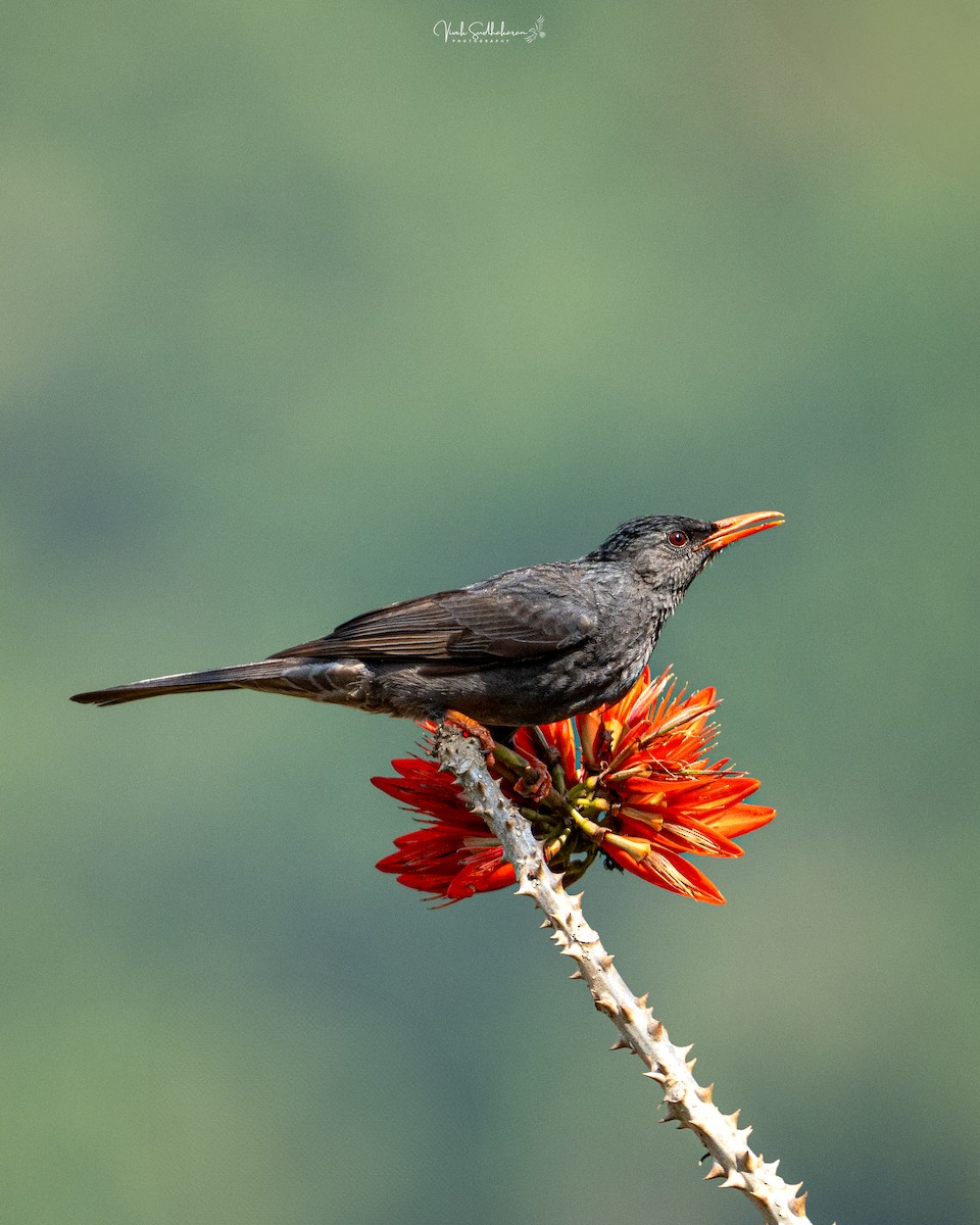 Bulbul des Ghats - ML631996301
