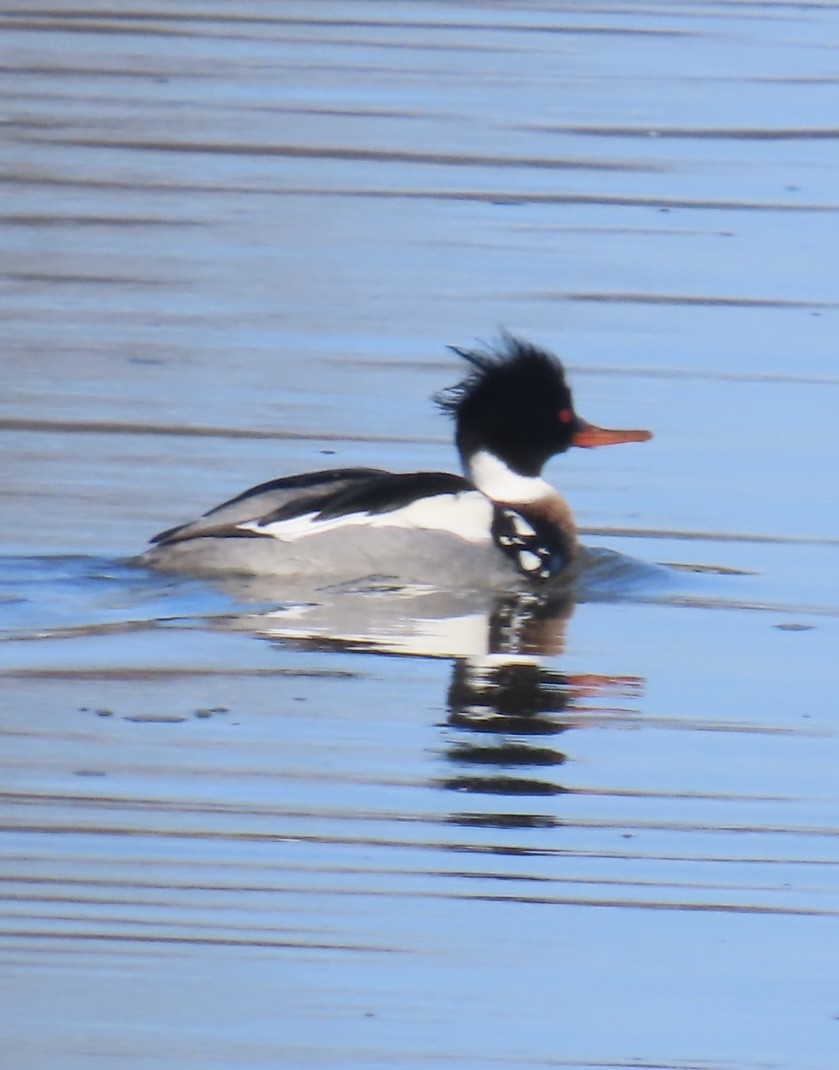 Сэвгэр бохио - ML631996572