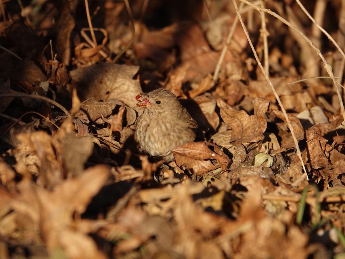 Common Rosefinch - ML631996690