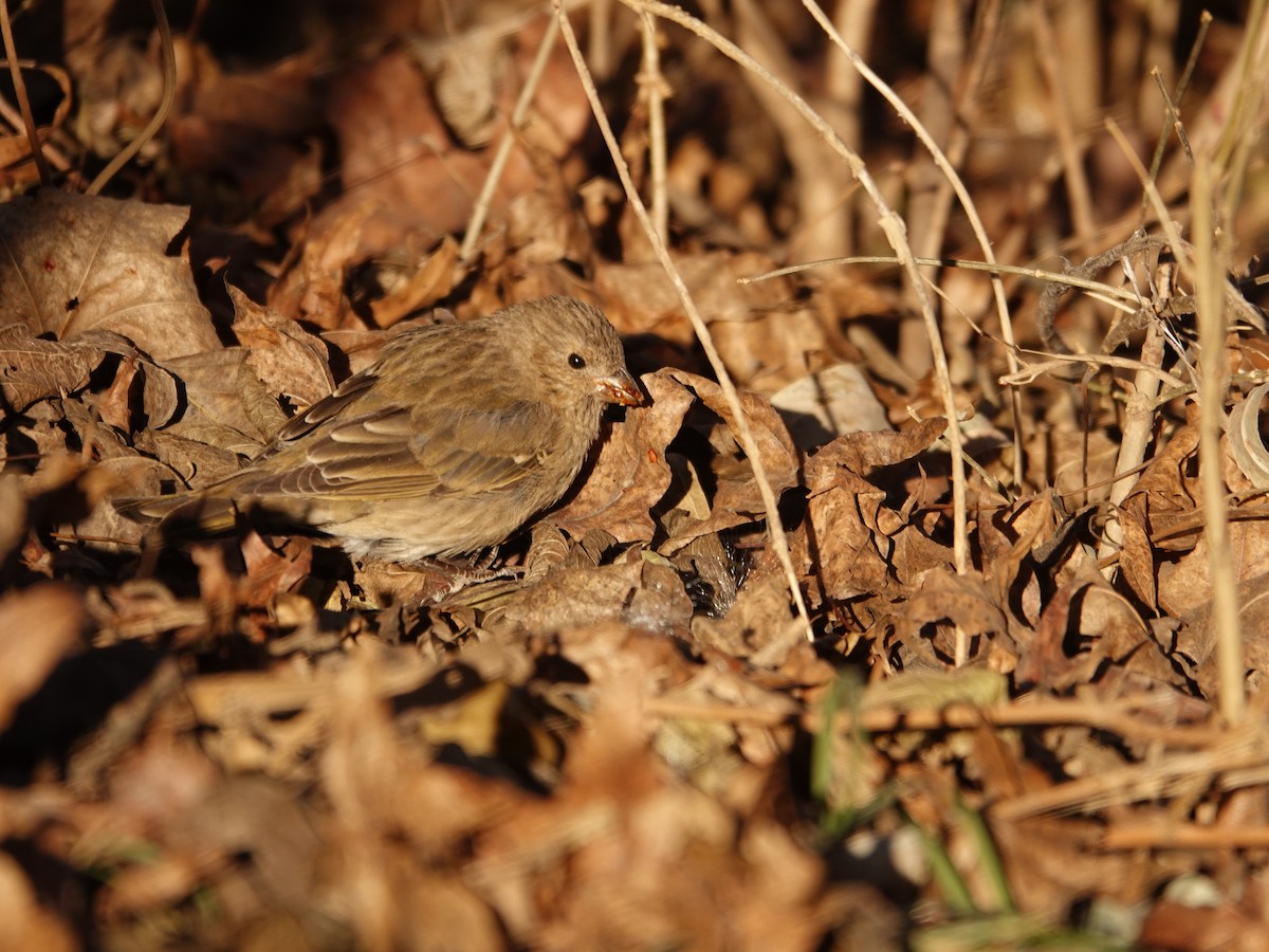 Common Rosefinch - ML631996691