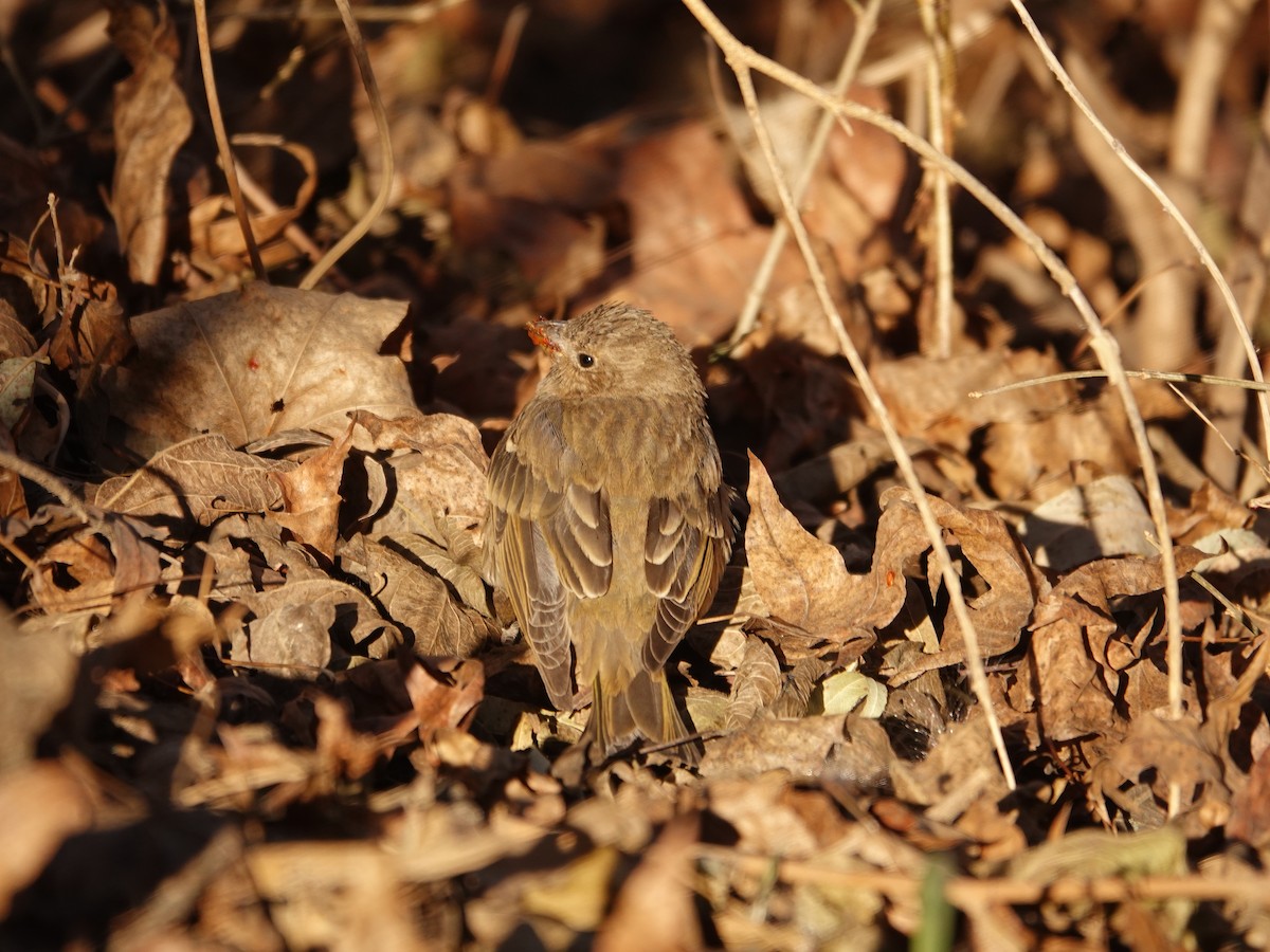 Common Rosefinch - ML631996841
