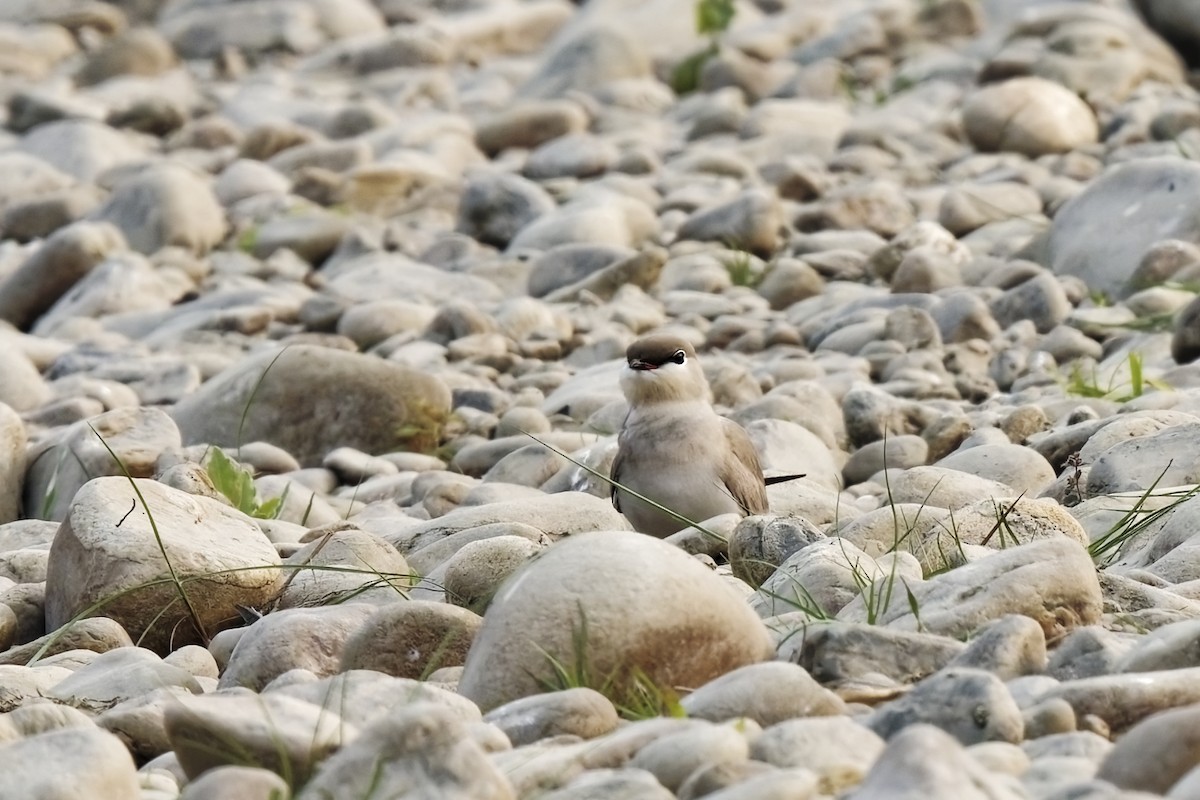 Small Pratincole - ML631996846