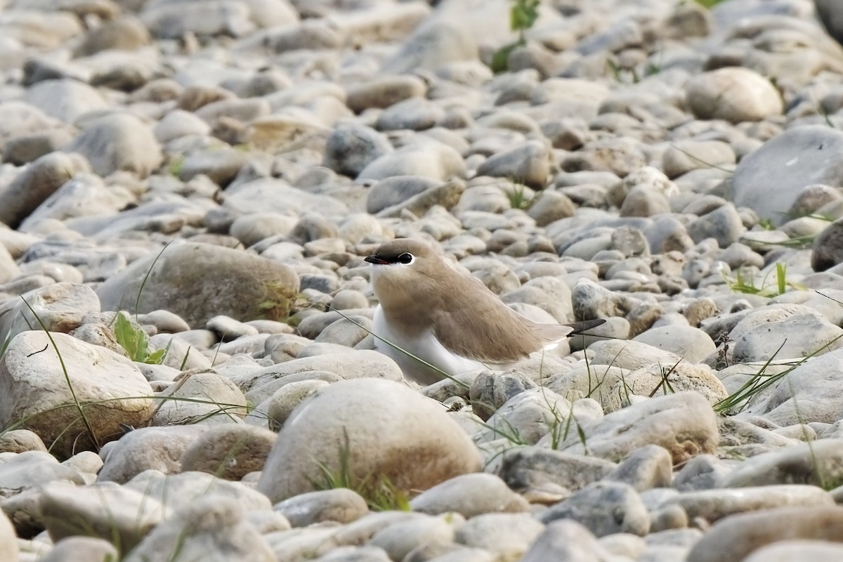Small Pratincole - ML631996848