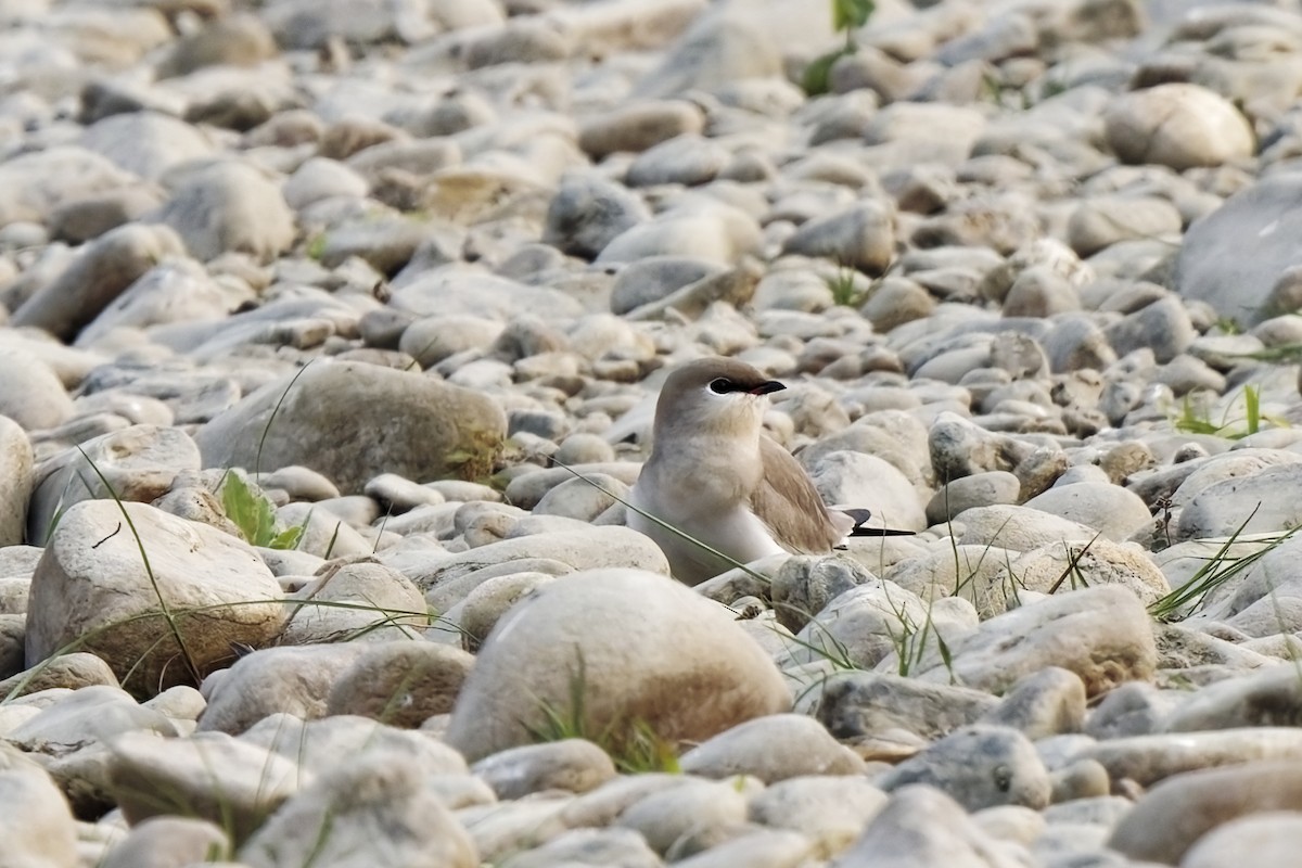 Small Pratincole - ML631996849