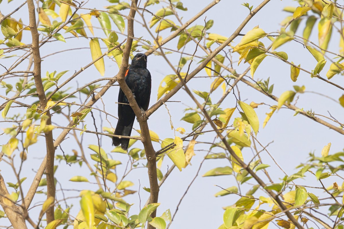 Red-shouldered Cuckooshrike - ML631996852