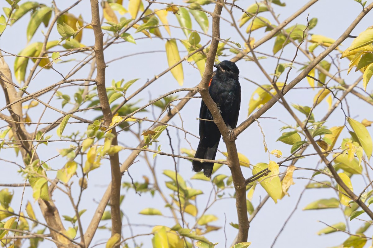 Red-shouldered Cuckooshrike - ML631996853