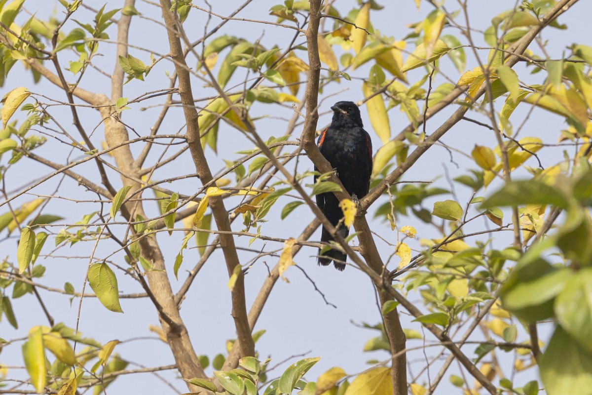 Red-shouldered Cuckooshrike - ML631996855