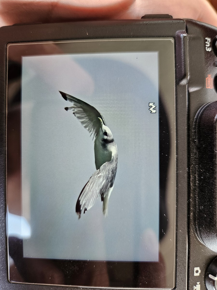 Black-legged Kittiwake - ML631996873