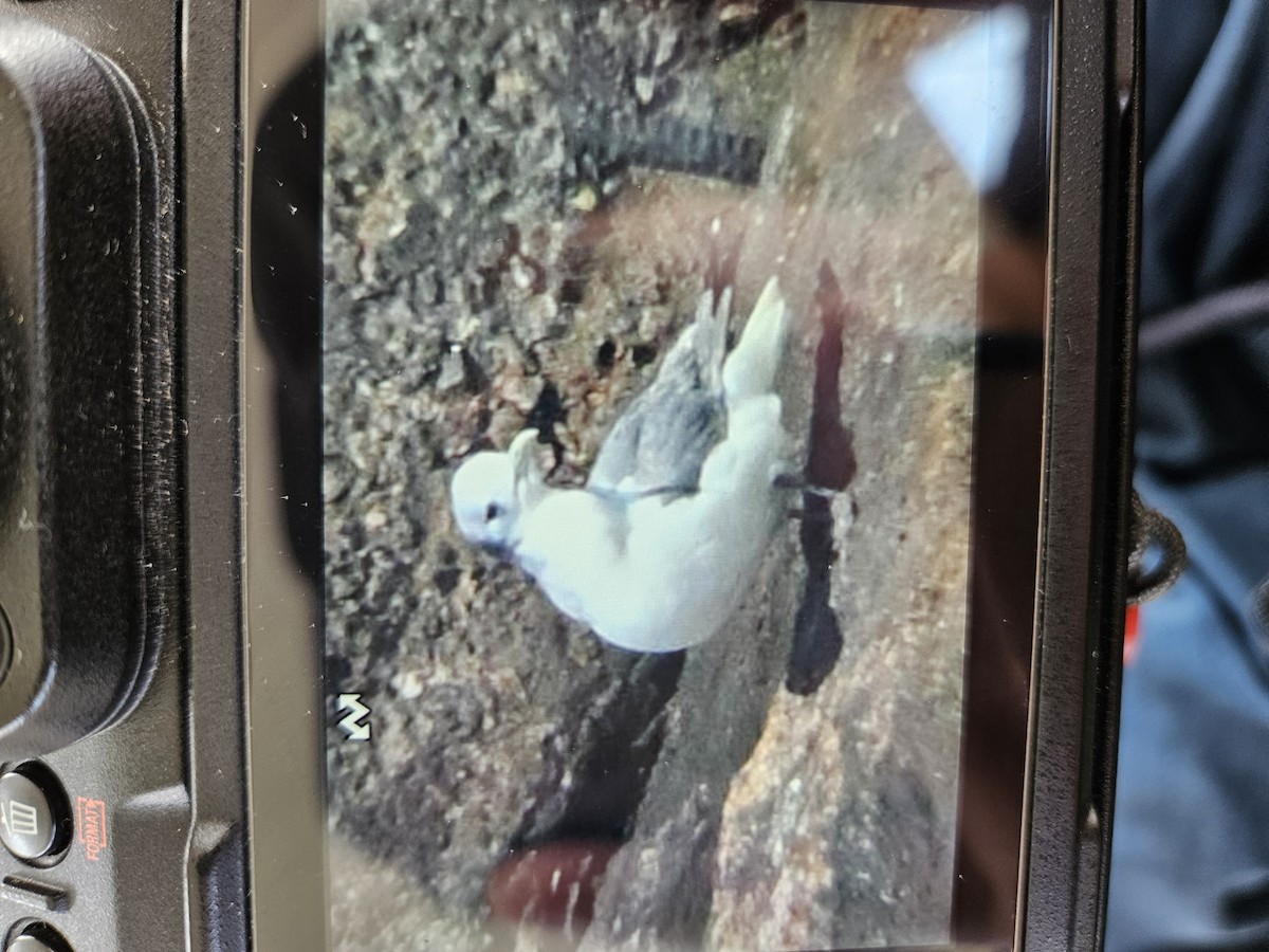 Black-legged Kittiwake - ML631996917