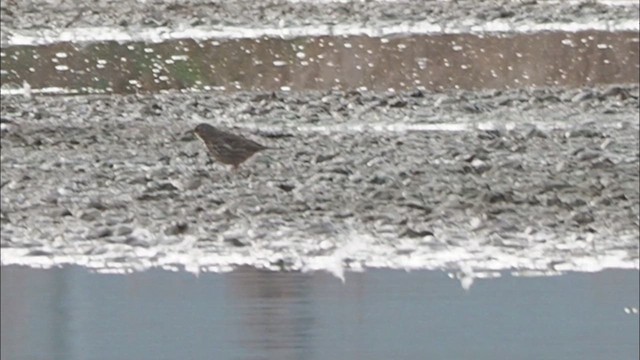 Rock Pipit (Eastern) - ML631996953