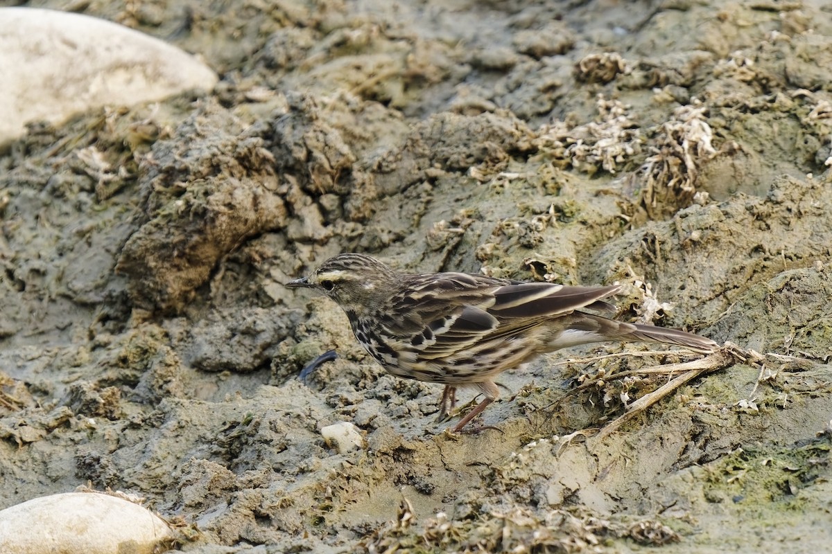 Rosy Pipit - ML631997004