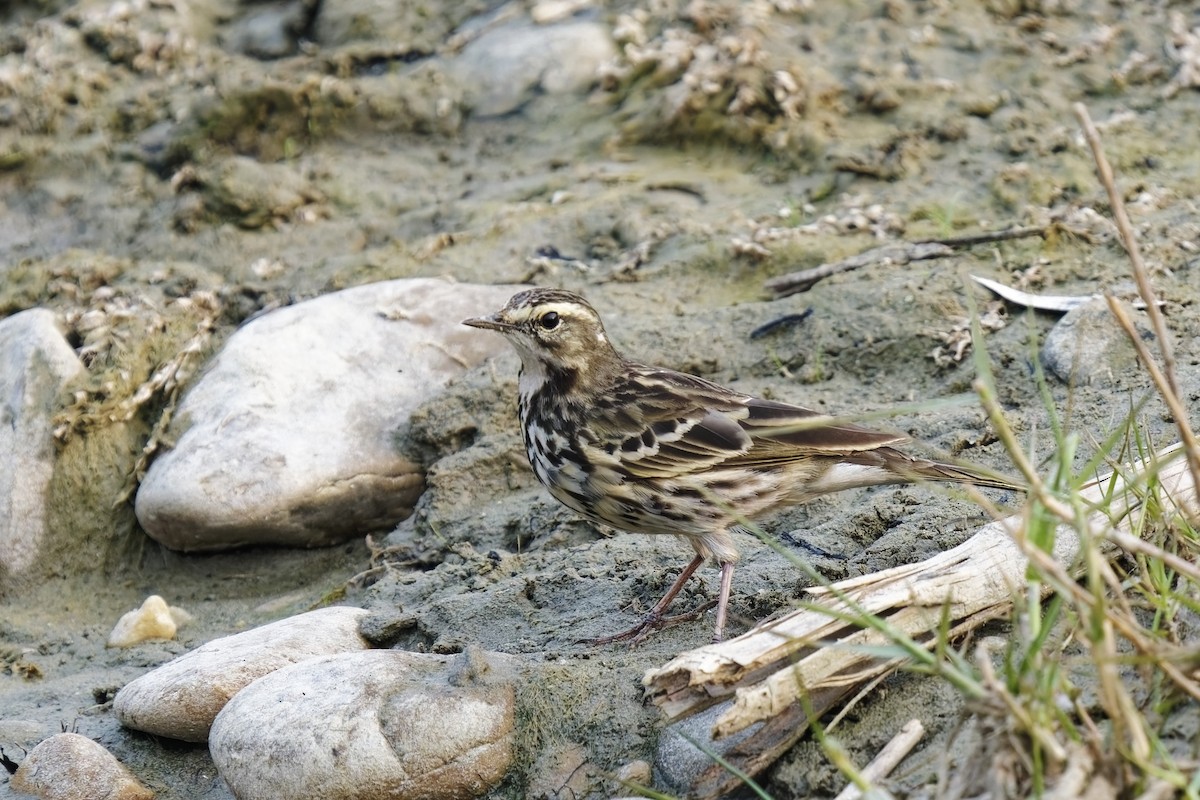 Rosy Pipit - ML631997005