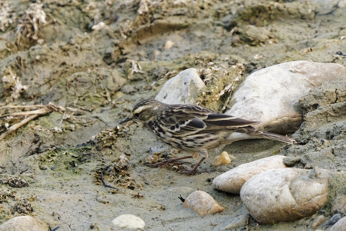 Rosy Pipit - ML631997007