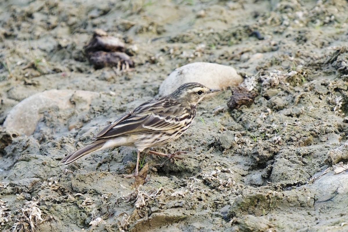 Rosy Pipit - ML631997008