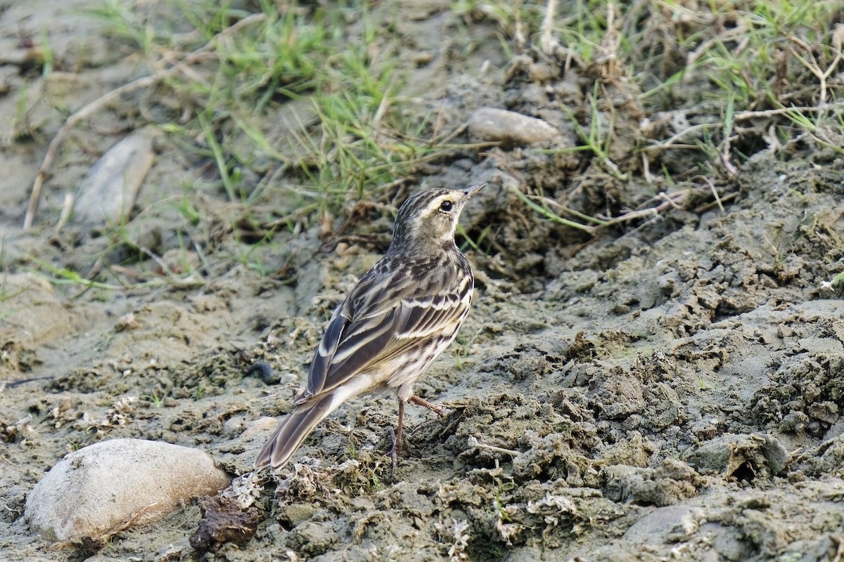 Rosy Pipit - ML631997009