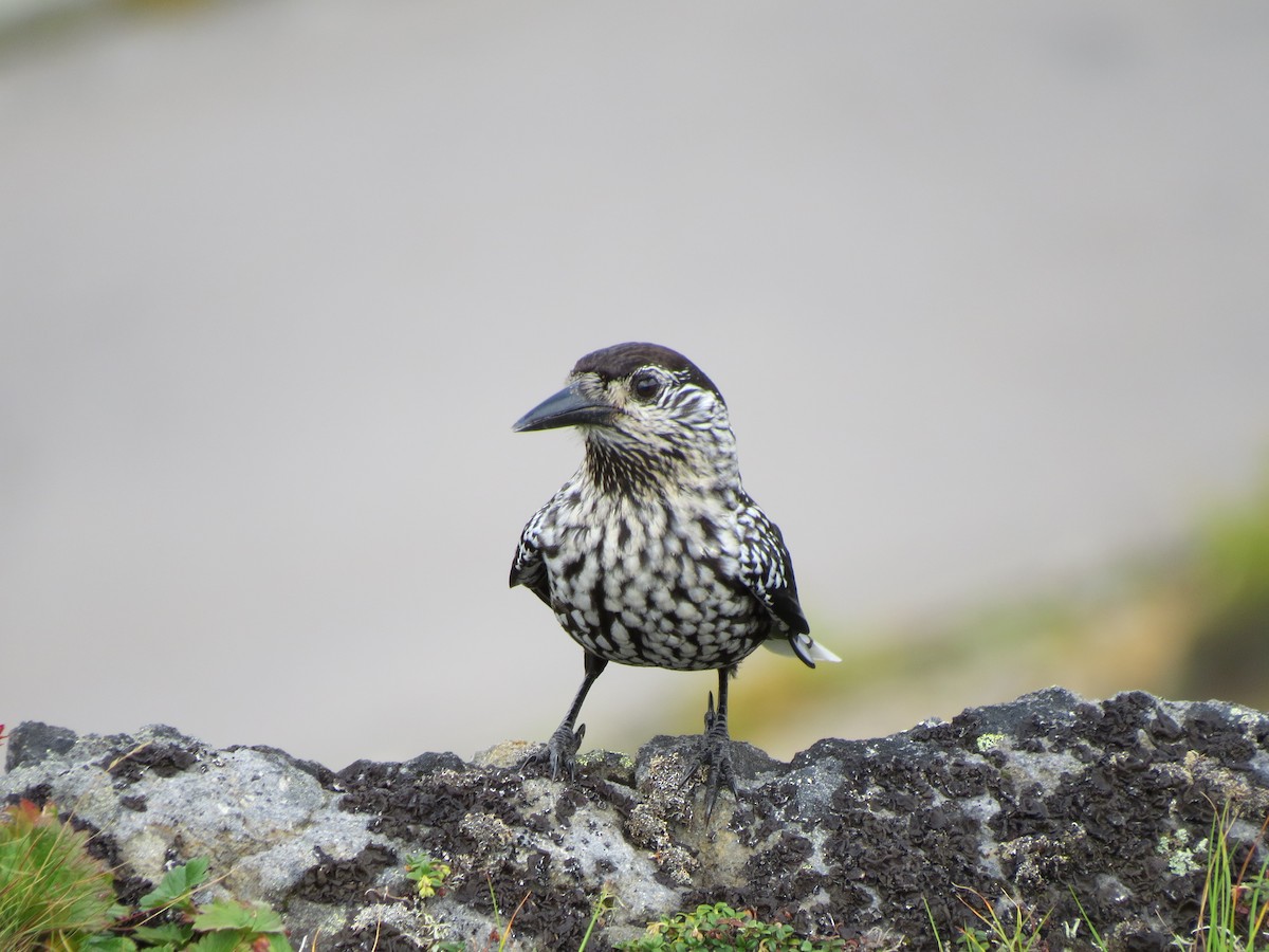 Nocciolaia - ML631997179