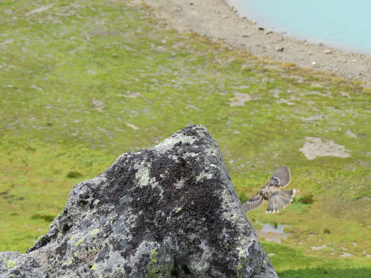 Sordone - ML631997198