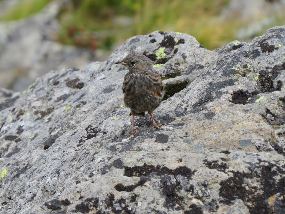 Sordone - ML631997199