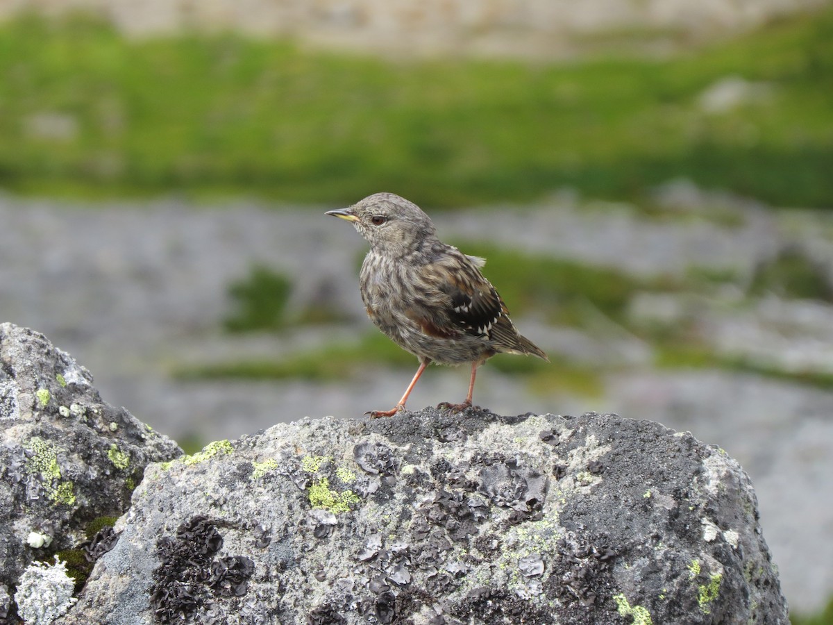 Sordone - ML631997200