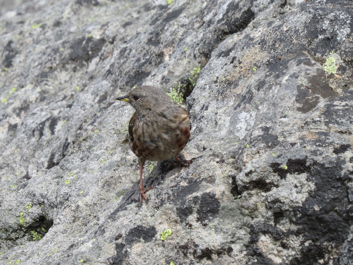 Sordone - ML631997201