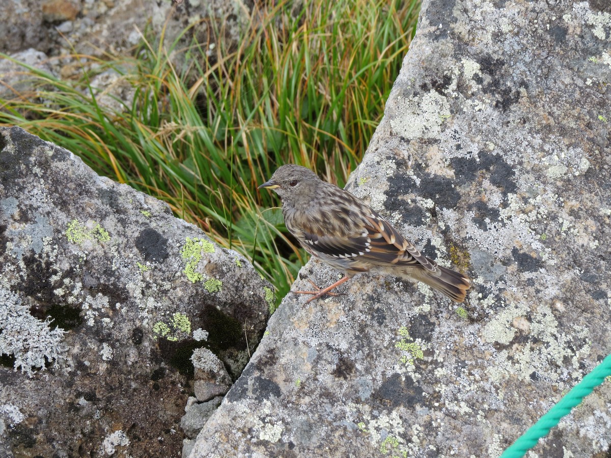 Sordone - ML631997202