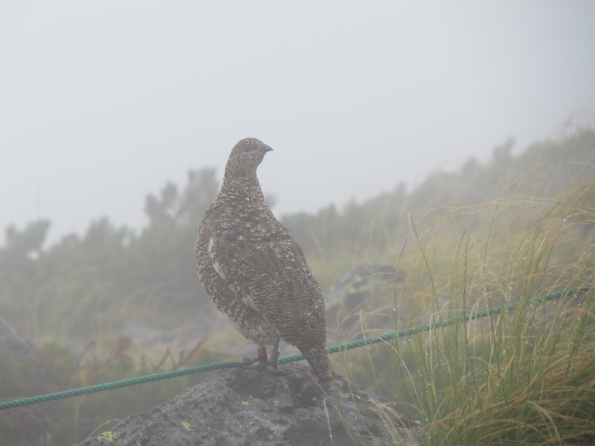 Pernice bianca - ML631997207