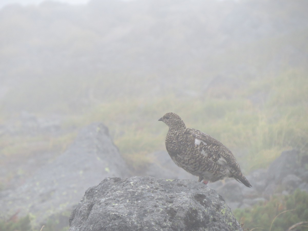 Pernice bianca - ML631997210