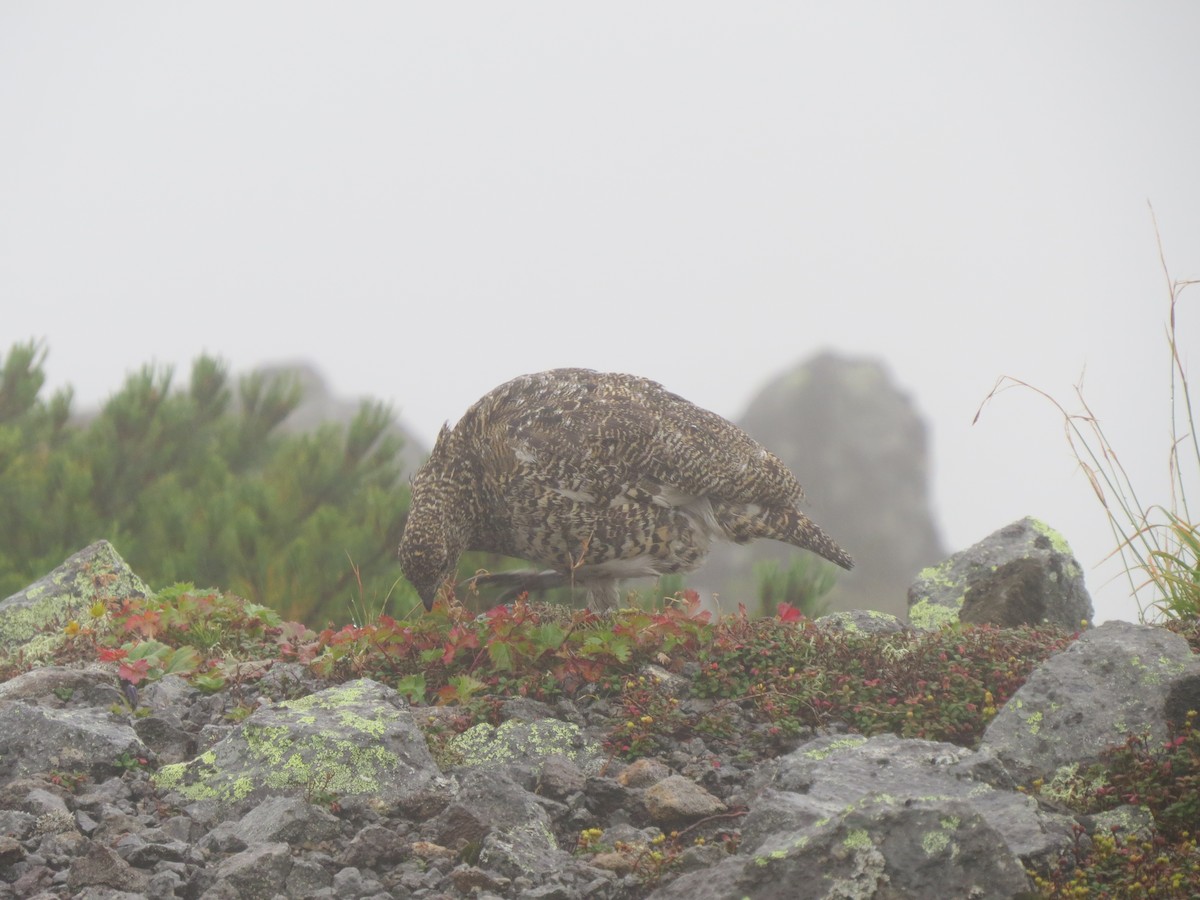 Pernice bianca - ML631997211