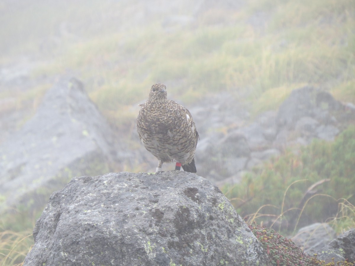 Pernice bianca - ML631997212