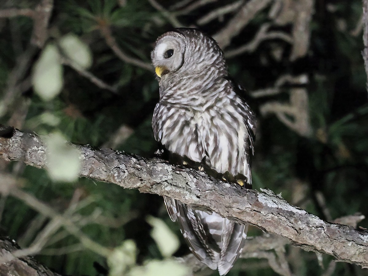 Cinereous Owl - ML631997232