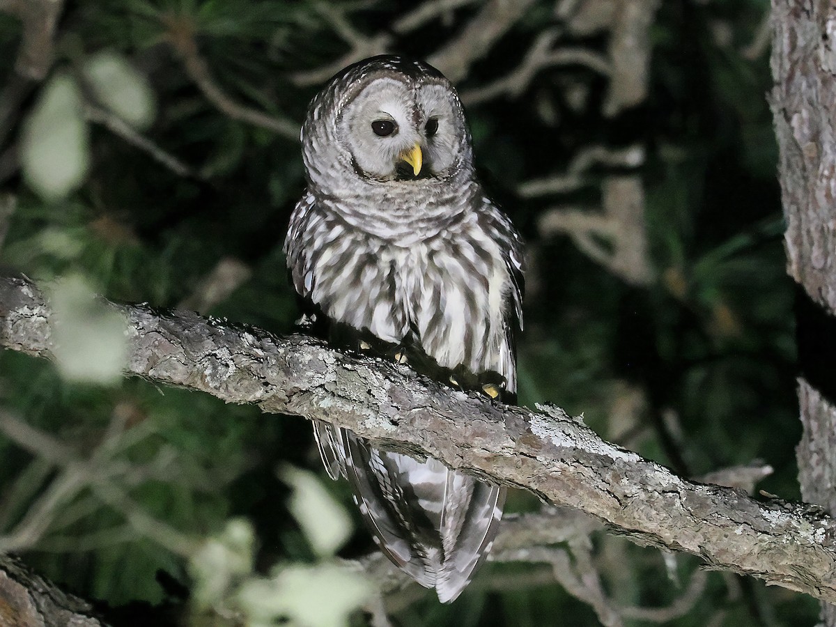 Cinereous Owl - ML631997235