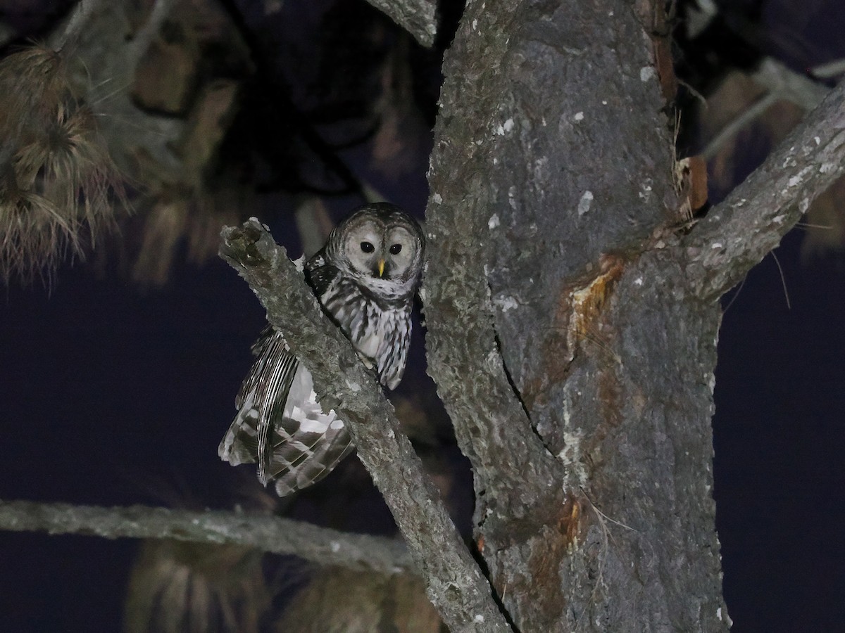 Cinereous Owl - ML631997236