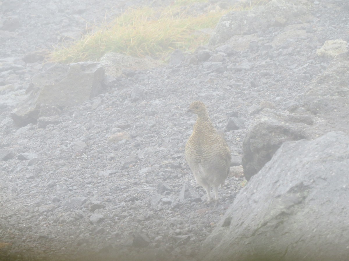 Pernice bianca - ML631997240