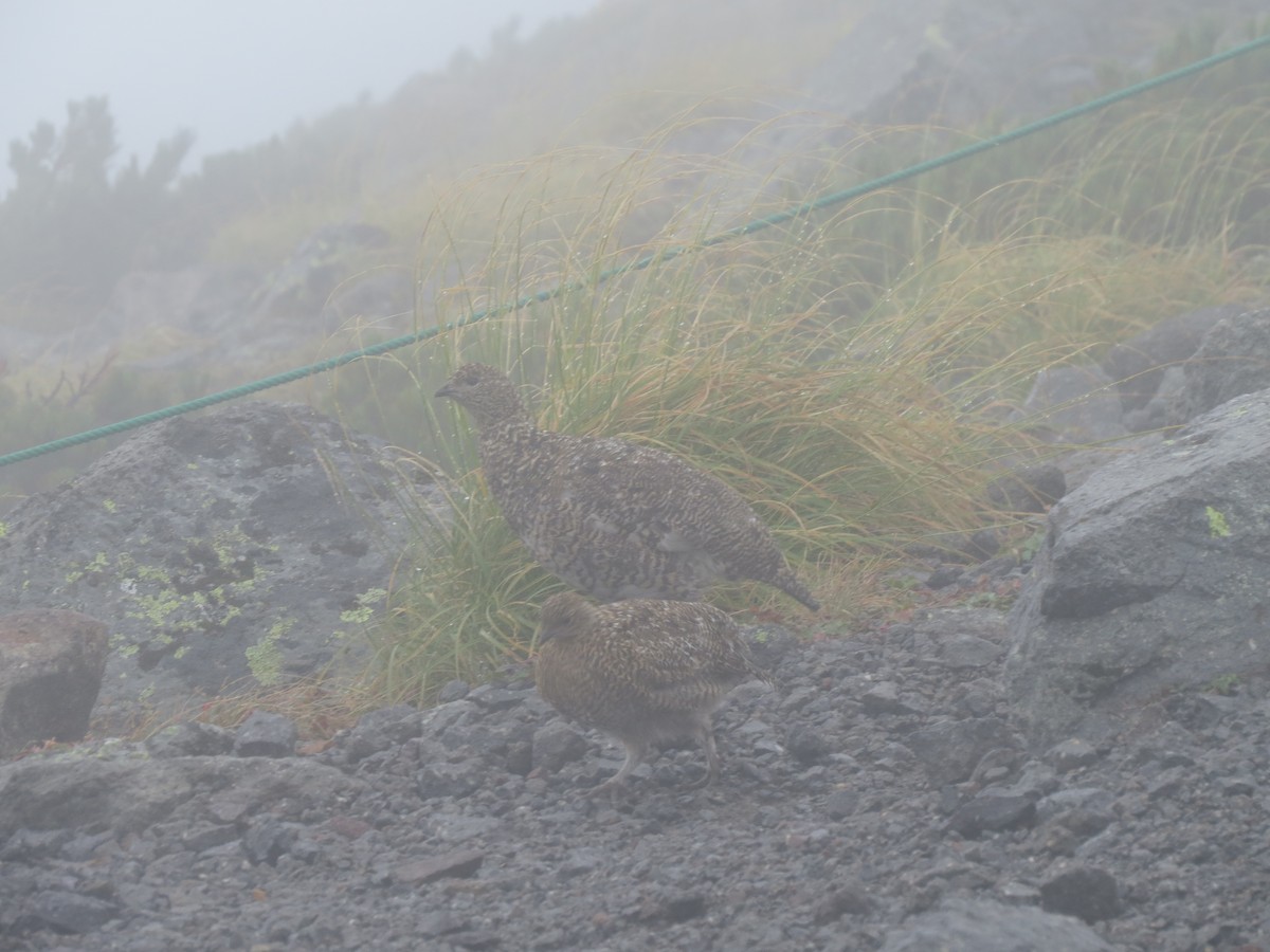 Pernice bianca - ML631997241