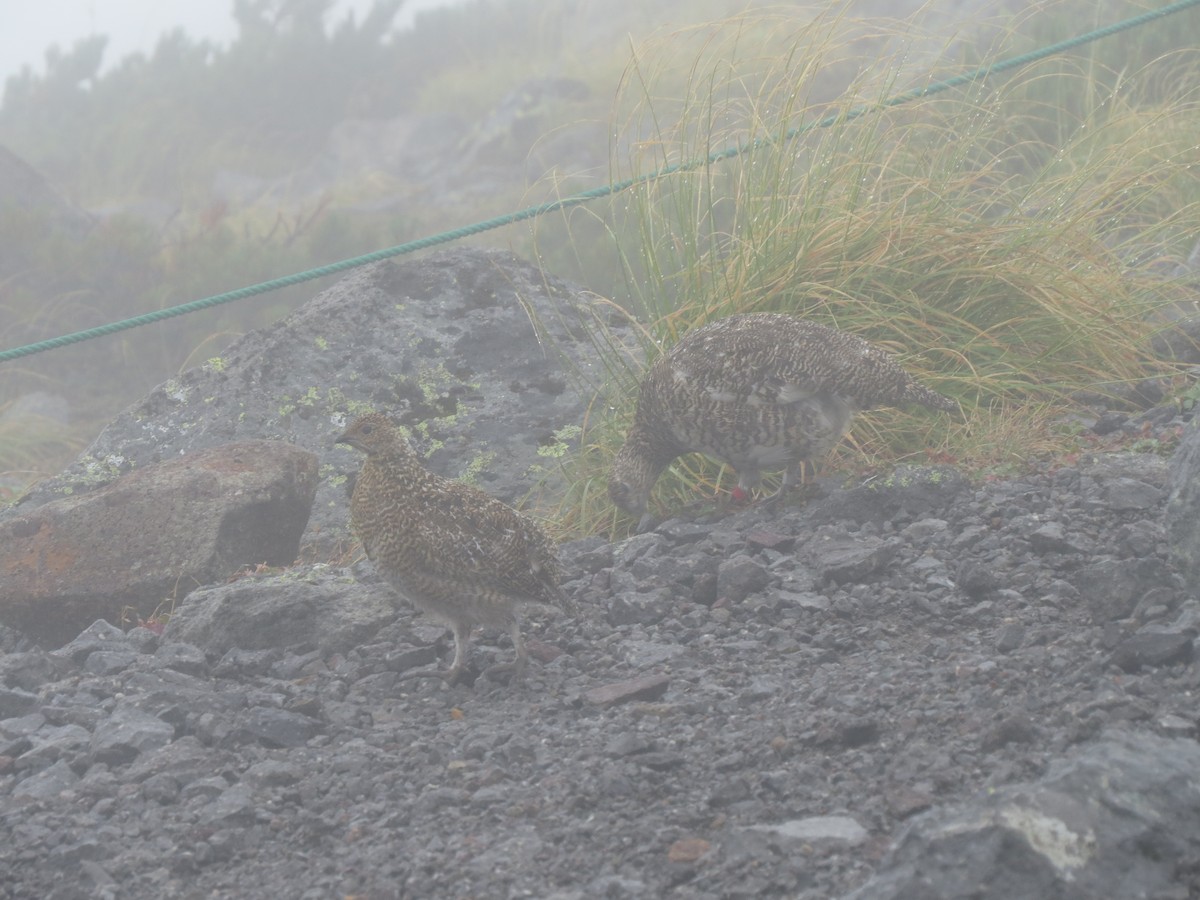 Pernice bianca - ML631997242